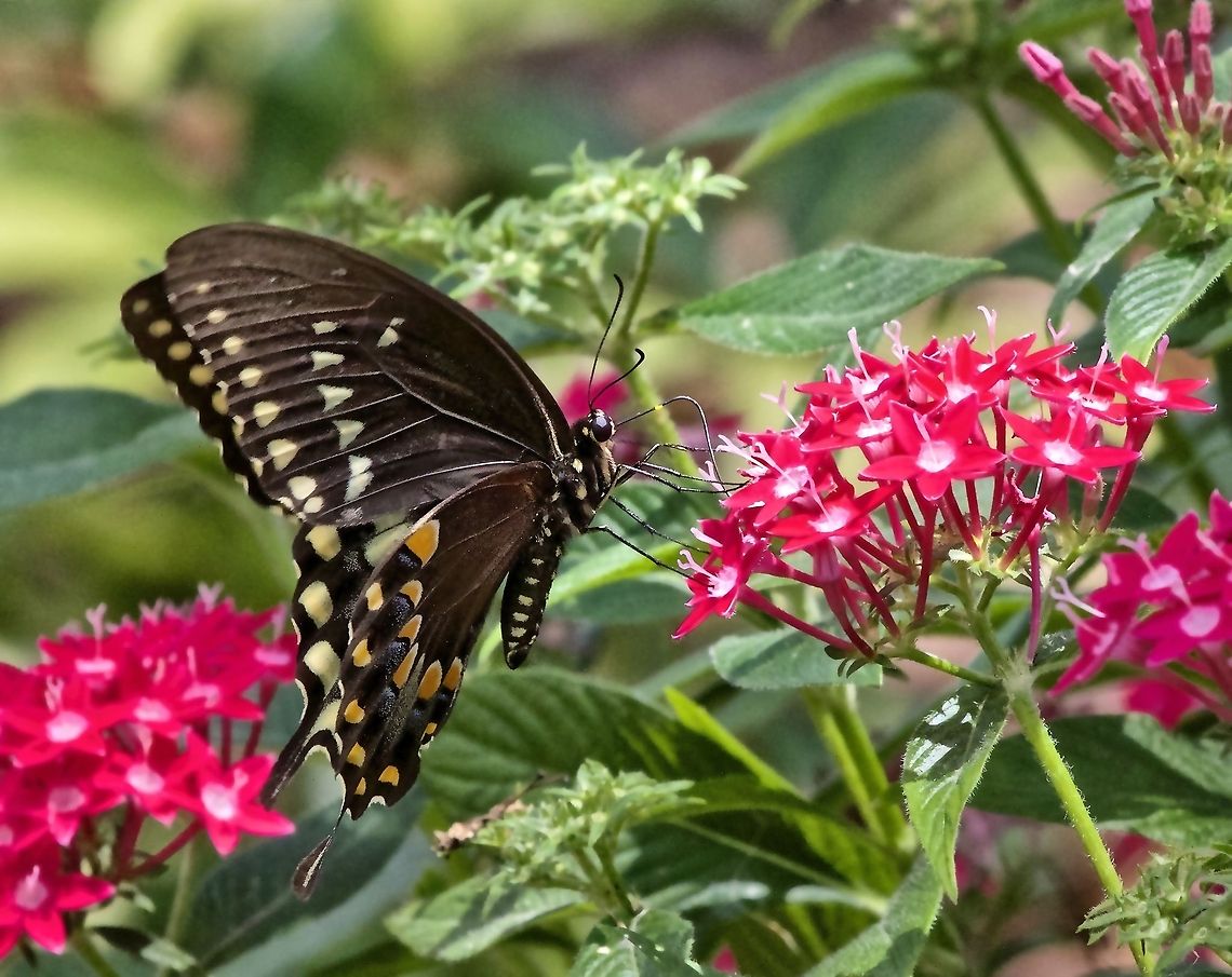 Spicebush Swallowtail Butterfly  Papilio troilus,Spicebush Swallowtail,Spicebush Swallowtail Butterfly,flying insects,insects
