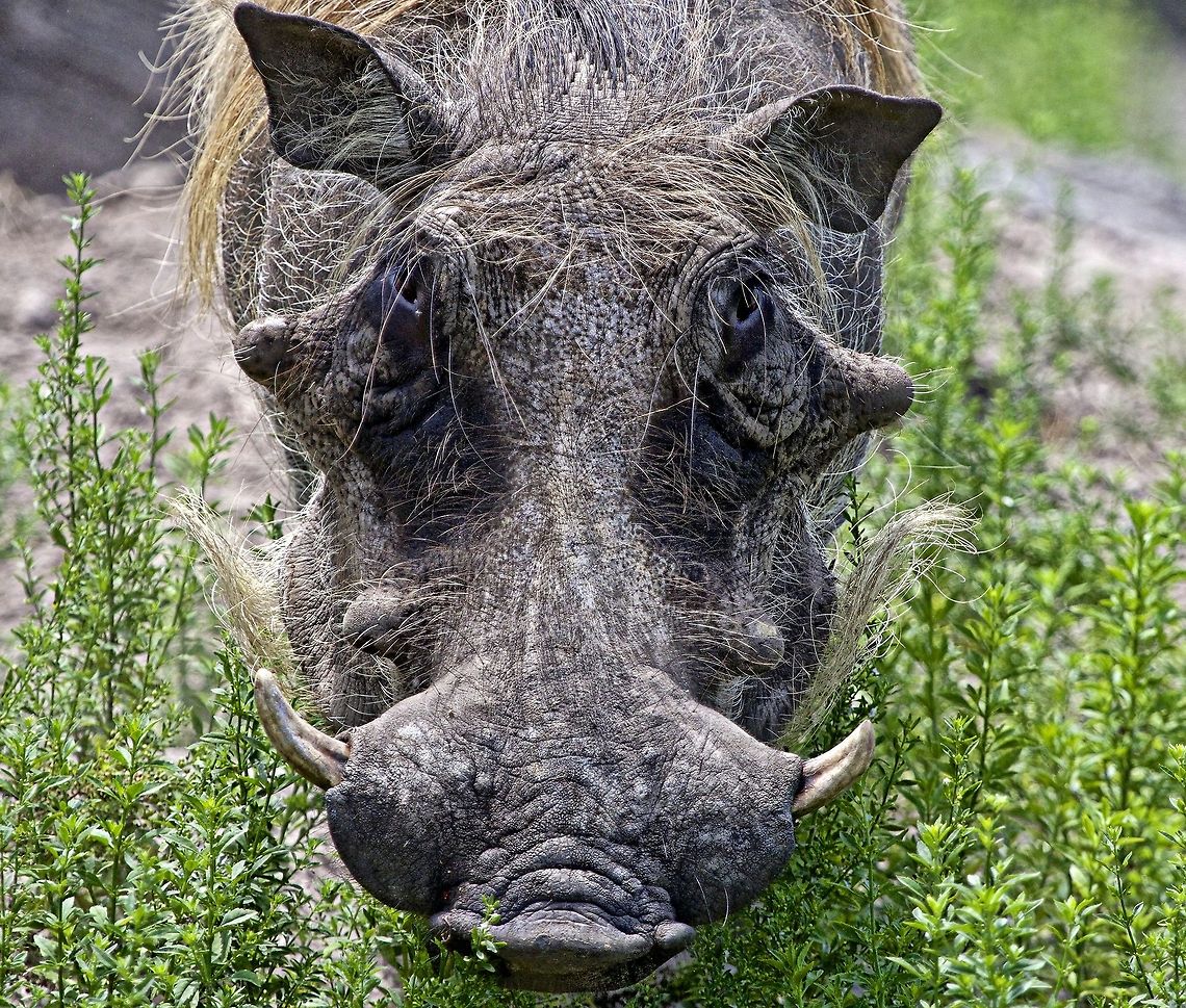 Warthog stare down Note that the eyes are set very high up in the head - you almost have to look for them, but he was sure using them to look me over when I encountered him! Phacochoerus africanus,Warthog,hog,mammals,tusked mammals