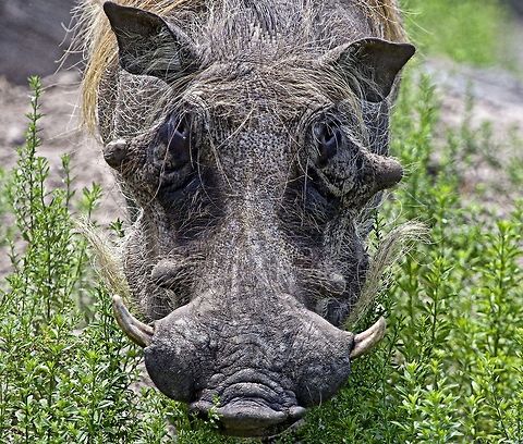 Warthog stare down Note that the eyes are set very high up in the head - you almost have to look for them, but he was sure using them to look me over when I encountered him! Phacochoerus africanus,Warthog,hog,mammals,tusked mammals