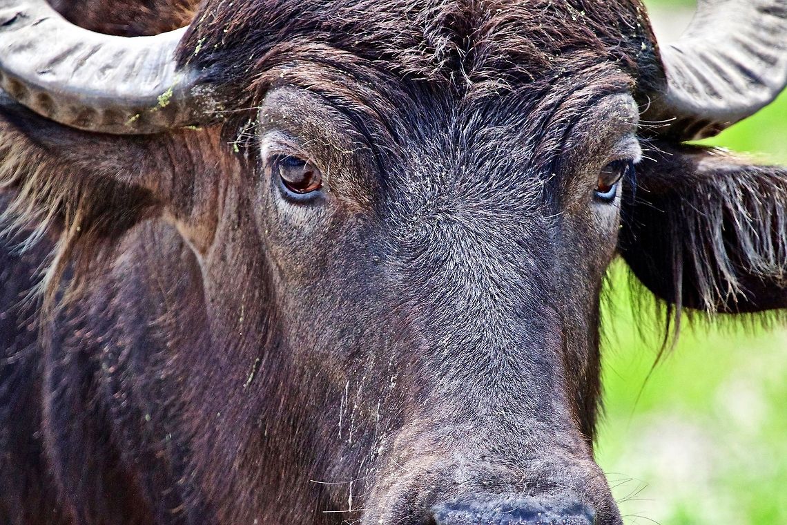 Eye contact with a water buffalo I always love making eye contact with creatures Bubalus bubalis,Water buffalo,asian mammals,horned animals,large mammals,working animals