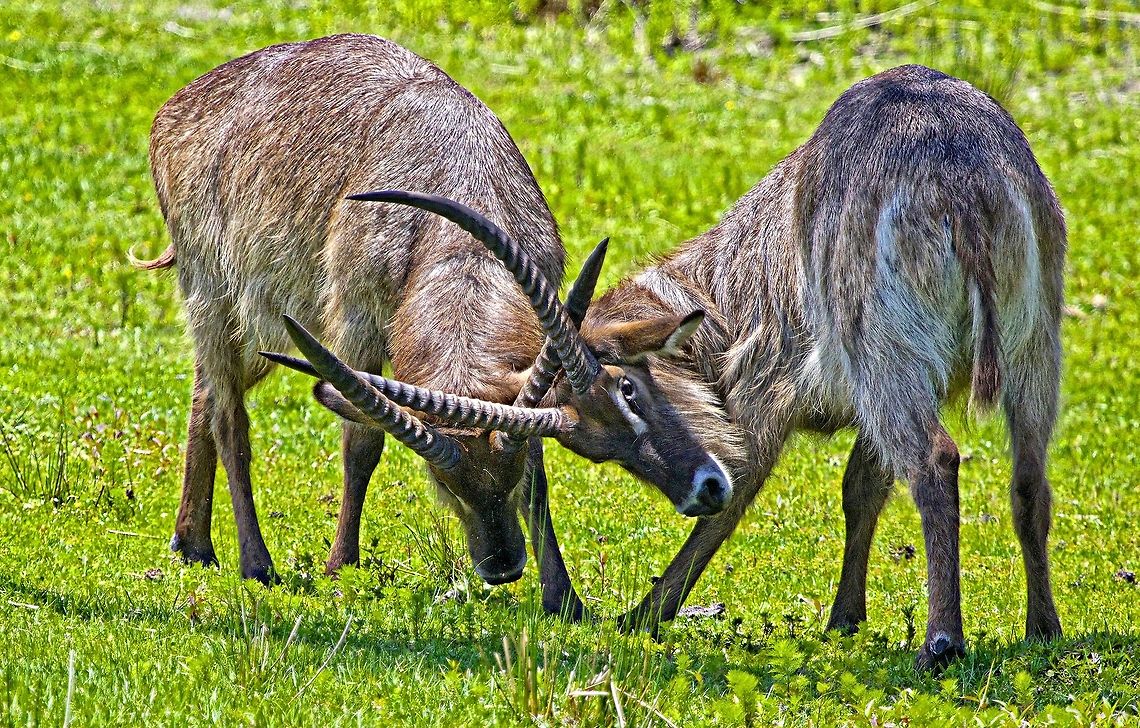 Jousting waterbucks These two waterbucks were very active, but one of them was keeping his eye on me! Kobus ellipsiprymnus,Waterbuck,african animals,antelopes,horned animals