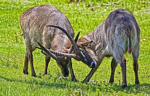 Jousting waterbucks These two waterbucks were very active, but one of them was keeping his eye on me! Kobus ellipsiprymnus,Waterbuck,african animals,antelopes,horned animals