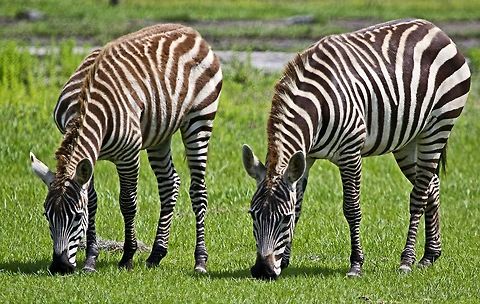 Zebra patterns I liked the symmetrical pattern of these two feeding zebras Equus quagga,Plains zebra,african mammals,feeding zebras,mammals,striped animals