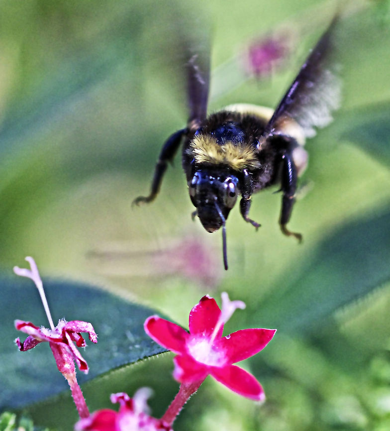 Eye contact with a flying bumblebee I love making eye contact with creatures and doing so with insects is a particular challenge - especially a flying one.  I have much clearer static bee eye contact shots, but I like this one because it was captured in flight! Bombus pensylvanicus,american bumblebee,bumblebee,flying insects,stinging insects
