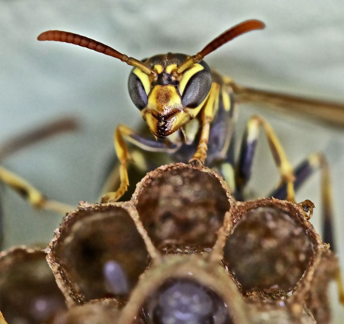 Queen wasp on her nest with eggs An inhabitant on my front porch Mischocyttarus mexicanus,flying insects,insects,wasp,wasp and nest,wasp eggs