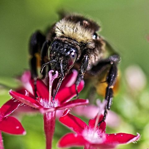 Eye contact with a bumblebee on a flower Another eye contact with a bee shot!   Bombus pensylvanicus,american bumblebee,bumblebee,bumblebee on a flower,flying insects,insects,stinging insects