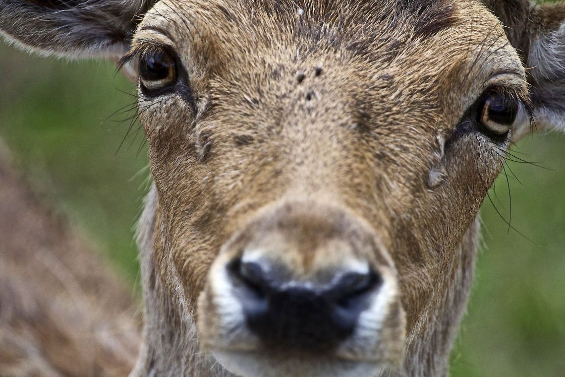 Serious eye contact with a Barasingha Nothing like eye contact to connect with a creature Asian mammals,Barasingha,Rucervus duvaucelii,antelope,antelopes,horned animals,large mammals,swamp deer