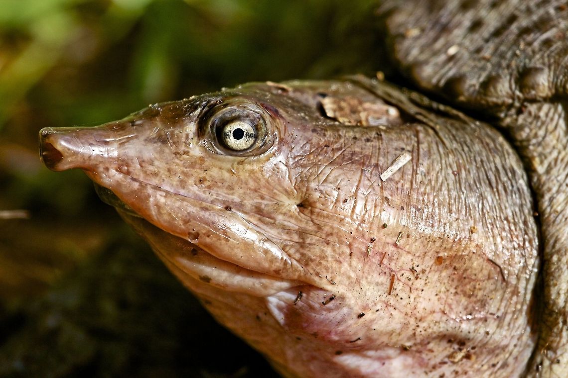 Portrait of a Florida soft-shelled turtle These are quite large and very common around my area of Florida - their large shells are quite soft Apalone ferox,Florida soft-shelled turtle,florida softshell turtle,reptiles,swimming reptiles,turtle,water reptiles