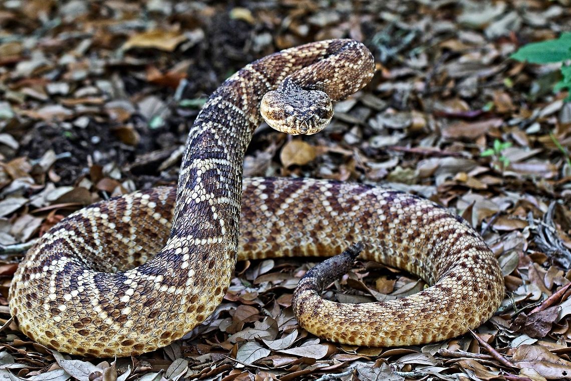 Rattlesnake encounter A good time for a telephoto lens when encountering a coiled rattlesnake! Crotalus adamanteus,Eastern diamondback rattlesnake,rattlesnake,reptiles,snake