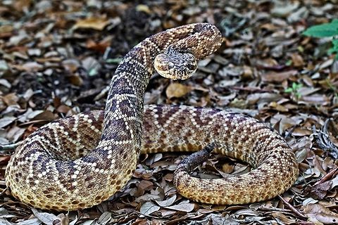 Rattlesnake encounter A good time for a telephoto lens when encountering a coiled rattlesnake! Crotalus adamanteus,Eastern diamondback rattlesnake,rattlesnake,reptiles,snake