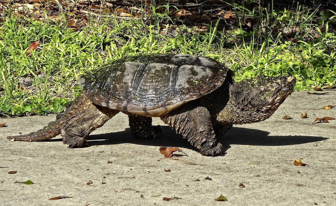 Strolling alligator snapping turtle I encountered this rather large turtle as I was training on my bicycle.  I stopped to shoot with my point-and-shoot camera and got some good facial close-ups.  Only later was I told that this was a snapping turtle and they are so powerful that they can snap a broom stick handle with one bite!  Whew!!  :) Chelydra serpentina,Common snapping turtle,alligator snapping turtle,large turtles,reptiles,turtle