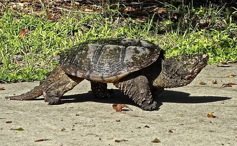 Strolling alligator snapping turtle I encountered this rather large turtle as I was training on my bicycle.  I stopped to shoot with my point-and-shoot camera and got some good facial close-ups.  Only later was I told that this was a snapping turtle and they are so powerful that they can snap a broom stick handle with one bite!  Whew!!  :) Chelydra serpentina,Common snapping turtle,alligator snapping turtle,large turtles,reptiles,turtle