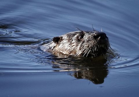 Curious otter I was photographing some birds when suddenly this otter stuck his head out of the water.  The better shot where he looked directly at me was not focused to my satisfaction so I uploaded this one. Lontra canadensis,North American river otter,mammals,otter,swimming mammals