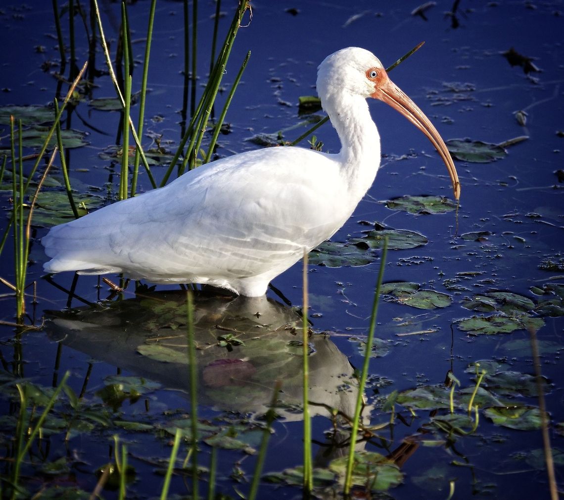 White ibis at sunset Shot about an hour ago close to my Seminole, Florida home American White Ibis,Eudocimus albus,curved beak birds,ibis,shore birds,wading birds,water birds,white birds