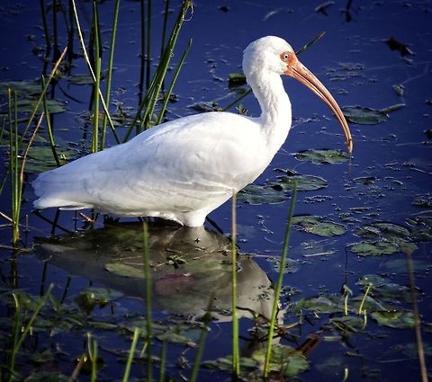 White ibis at sunset Shot about an hour ago close to my Seminole, Florida home American White Ibis,Eudocimus albus,curved beak birds,ibis,shore birds,wading birds,water birds,white birds
