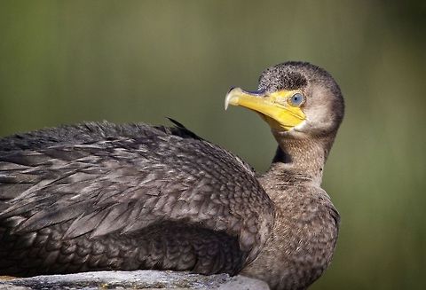 Resting young cormorant I spent about a half hour with this young double crested cormorant this morning as he rested on a brick wall adjacent to a large pond.  He was rather small and I suspect quite young. Double-crested Cormorant,Phalacrocorax auritus,birds,cormorant,fishing birds,swimming birds,water birds