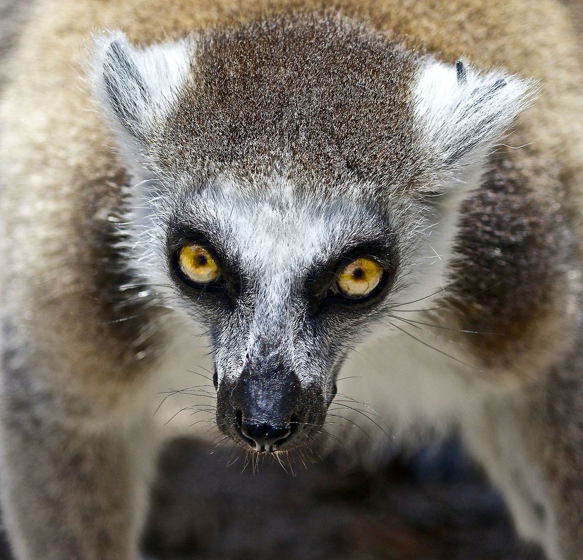 Serious eye contact with a lemur Nothing like serious eye contact with creatures! Madagascar animals,lemur,mammals,omnivorous animals,ring tailed lemur