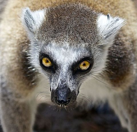 Serious eye contact with a lemur Nothing like serious eye contact with creatures! Madagascar animals,lemur,mammals,omnivorous animals,ring tailed lemur