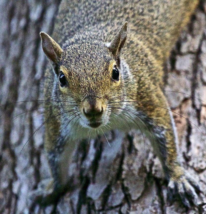 Serious eye contact with a backyard squirrel  Eastern gray squirrel,Sciurus carolinensis,Squirrel,rodents,small mammals,tree dwellers