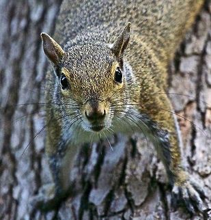 Serious eye contact with a backyard squirrel  Eastern gray squirrel,Sciurus carolinensis,Squirrel,rodents,small mammals,tree dwellers
