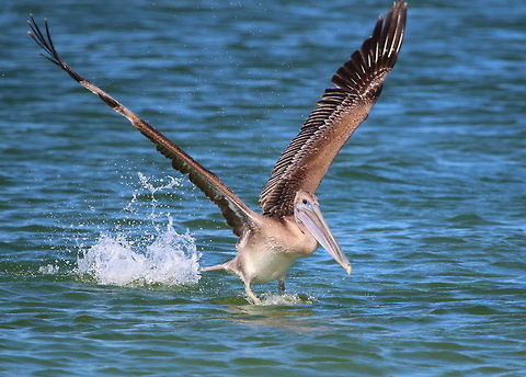 Young brown pelican taking off Shot on the Gulf of Mexico, St. Petersburg, Florida Brown pelican,Pelecanus occidentalis,fish eating birds,fishing birds,pelican,swimming birds,water birds,young birds