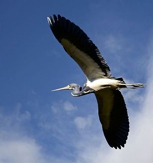 A tricolored heron flying by Shot in Seminole, Florida Egretta tricolor,Tricolored Heron,fishing birds,heron,heron in flight,shore birds,wading birds