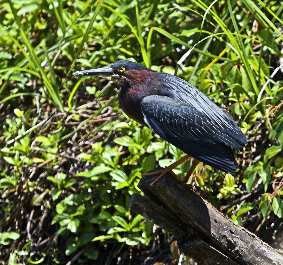Green heron in a tree A very skittish species and difficult to photograph because they takeoff at any sign of human activity. Butorides virescens,Green heron,birds,fishing birds,heron,shore birds