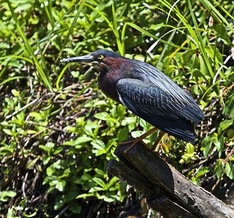 Green heron in a tree A very skittish species and difficult to photograph because they takeoff at any sign of human activity. Butorides virescens,Green heron,birds,fishing birds,heron,shore birds