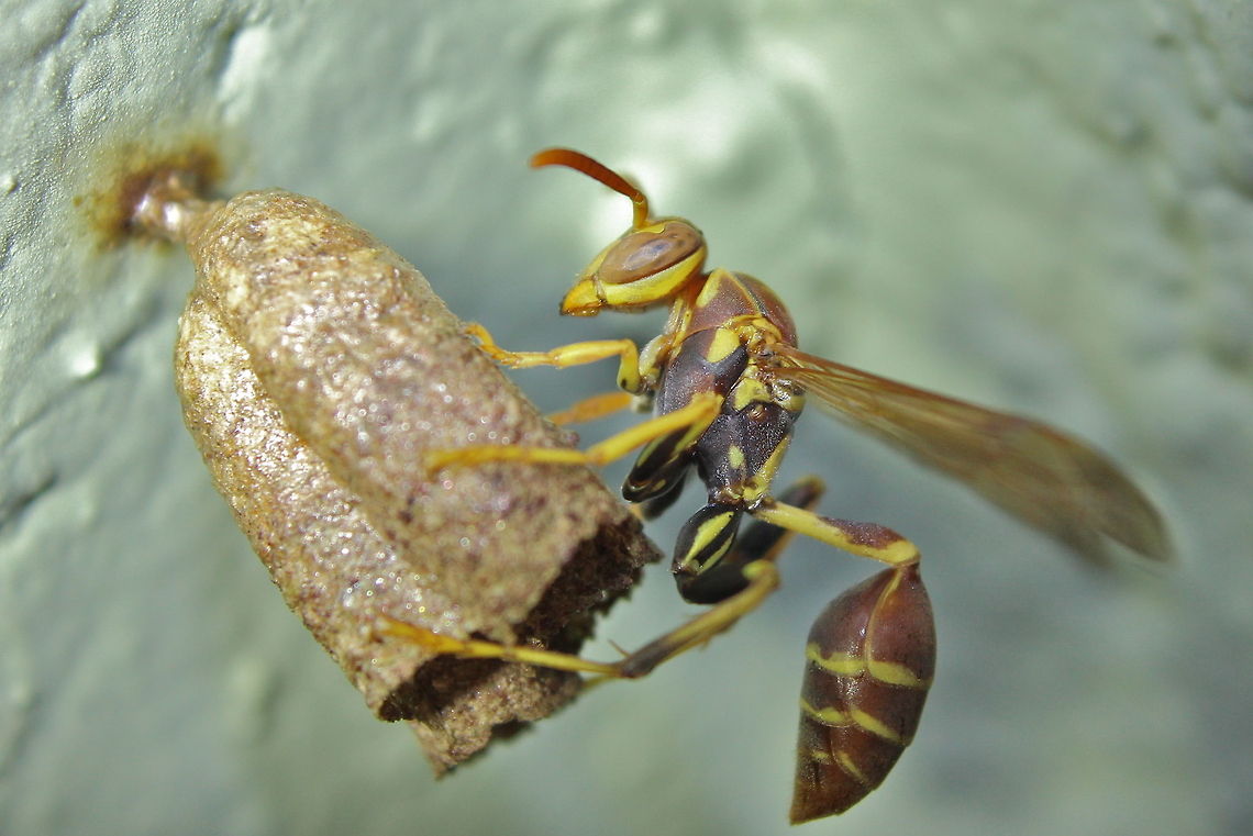 Paper wasp queen at her 4 chamber nest Uploaded to help ID a head shot of this wasp that I previously uploaded Mischocyttarus mexicanus,insects,paper wasp,queen wasp,stinging insects,wasp,winged insects