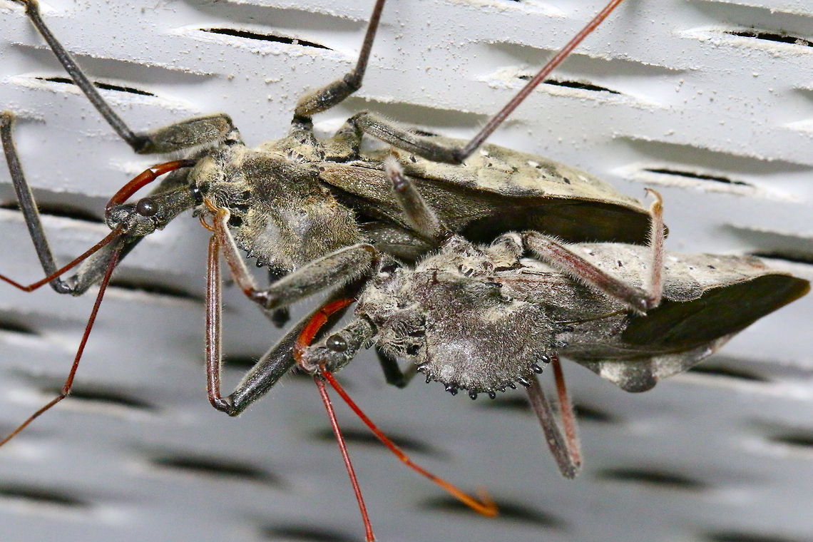 Mystery bug #2 I found these mysterious creatures on the eaves of my house garage.  Some research revealed them to be wheel bugs.  Note the wheel shaped device on their backs. Arilus cristatus,Wheel bug,beneficial insects,bugs,insects