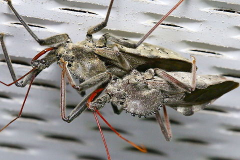 Mystery bug #2 I found these mysterious creatures on the eaves of my house garage.  Some research revealed them to be wheel bugs.  Note the wheel shaped device on their backs. Arilus cristatus,Wheel bug,beneficial insects,bugs,insects