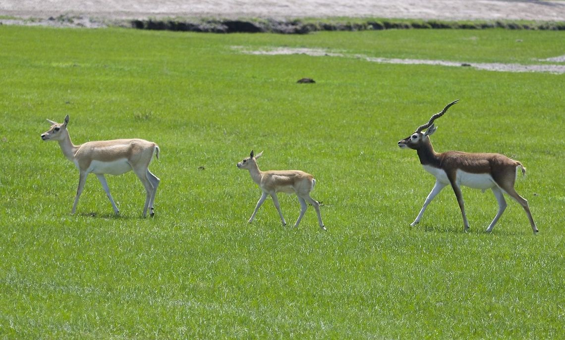 Gazelle family out for a stroll Mother, baby and dad bringing up the rear.  I loved capturing the complete family. Gazella subgutturosa,Goitered Gazelle,Grants Gazelle,Nanger granti,african mammals,gazelle,horned animals