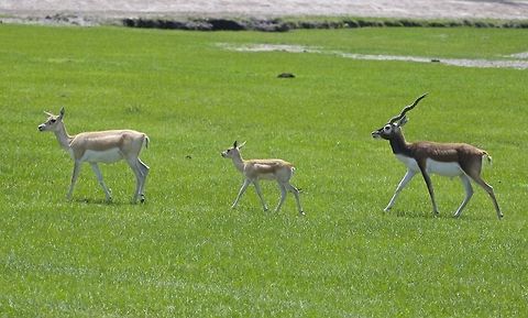 Gazelle family out for a stroll Mother, baby and dad bringing up the rear.  I loved capturing the complete family. Gazella subgutturosa,Goitered Gazelle,Grants Gazelle,Nanger granti,african mammals,gazelle,horned animals