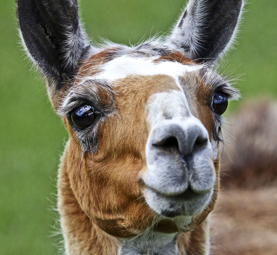 LLama  Lama glama,Llama