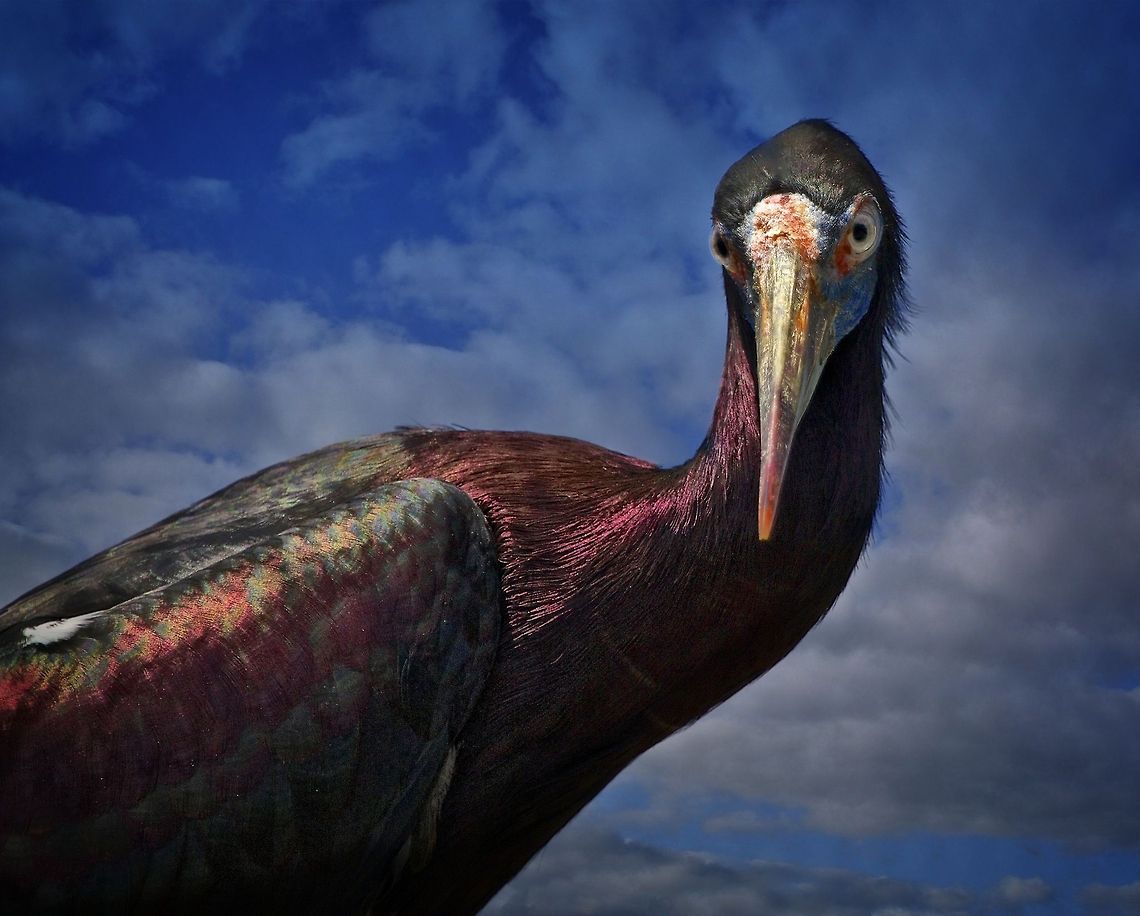 Abdim's Stork portrait Also known as the white-bellied stork Abdim's stork,Ciconia abdimii,african birds,african stork,bird,exotic birds,white-bellied stork