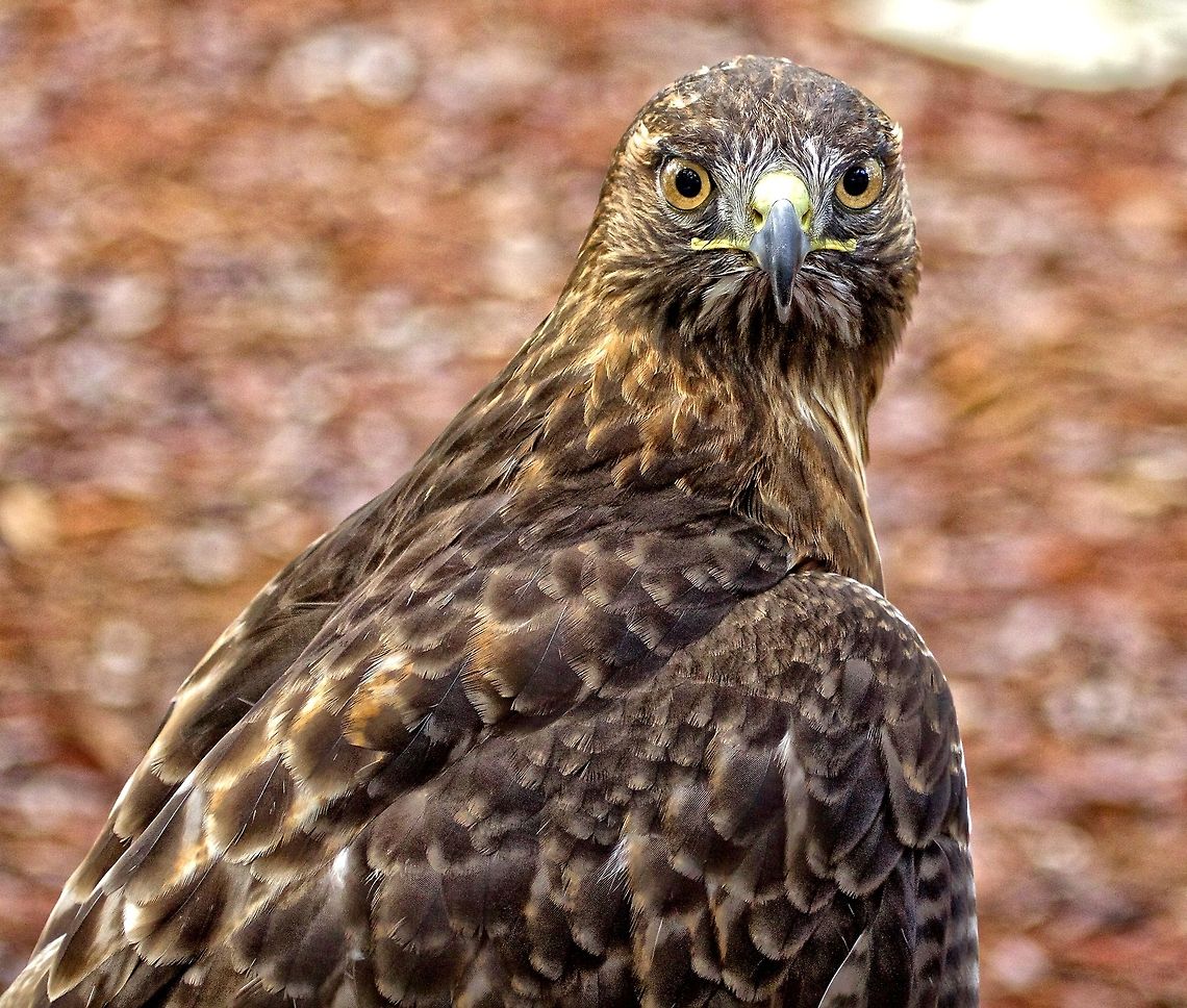 Ferruginous Hawk This particular, very spectacular hawk is trained in the art of falconry Buteo regalis,Ferruginous Hawk,bird,birds of prey,falconry,hawk,raptors