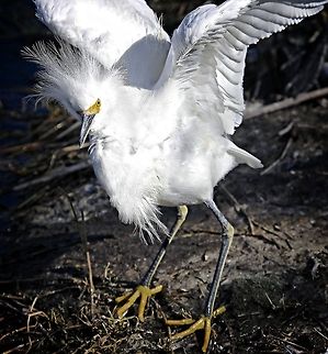 Bad feather day This snowy egret that I encountered close to my home in Seminole, Florida seemed to be experiencing a bad feather day Egretta thula,Snowy Egret,birds,egret,fishing birds,shore birds,snowy egret,wading birds