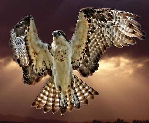Osprey in flight An osprey in flight with talons extended Osprey,Pandion haliaetus,birds,birds of prey,fishing birds,osprey,osprey in flight,raptors,sea eagle