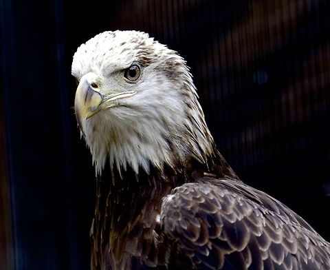 Portrait of a juvenile bald eagle A young bald eagle close up Bald Eagle,Haliaeetus leucocephalus,bald eagle,birds,birds of prey,eagle,raptor,young bald eagle