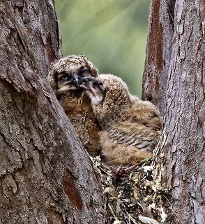 Great horned owl babies in their nest I had the fun of watching this pair from 11 days old until they fledged some weeks later Bubo virginianus,Great Horned Owl,birds,birds of prey,great horned owls,nesting owls,owl chicks,raptors