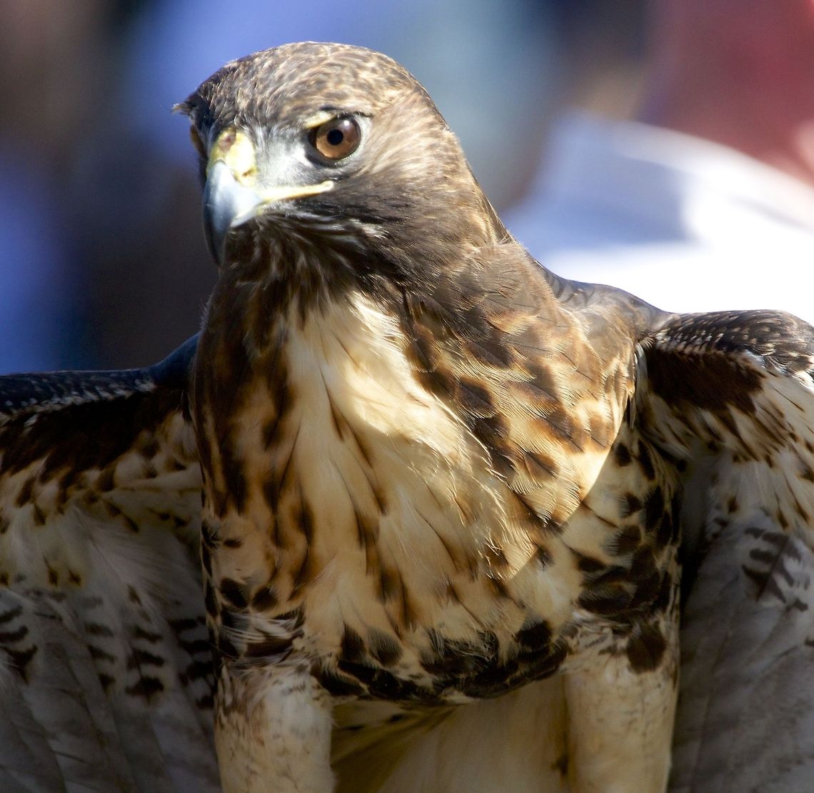 Ferruginous Falcon A portrait of a ferruginous falcon Buteo regalis,Falco peregrinus,Ferruginous Hawk,birds,birds of prey,falcon,falconry,peregrine falcon,raptors