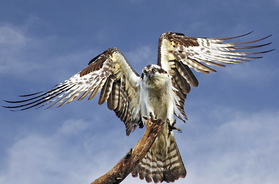 Landing osprey An osprey about to land on a dead tree Osprey,Pandion haliaetus,birds,birds of prey,fishing birds,osprey,raptors,sea eagle