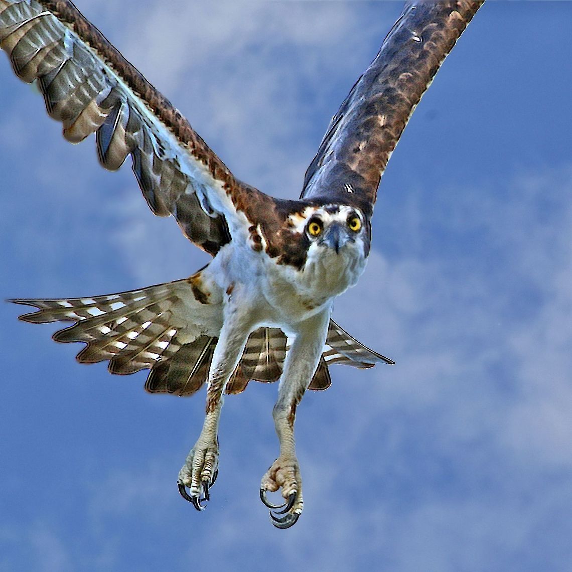 Eye contact with an osprey I so wish I could have caught this shot better technically, but it was one of the first I did after getting my first DSLR in June 2013 and I was still in a steep learning curve.  This, BTW, is my favorite osprey Fleck whom I had just met and whom I have since often photographed which includes my favorite shot of all-time which is the species photo used for this shot. Osprey,Pandion haliaetus,birds,birds of prey,eye contact with an osprey,fishing birds,osprey,osprey in flight,raptors