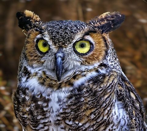 Portrait of a great horned owl  Bubo virginianus,Great Horned Owl,birds,birds of prey,owl,owl portrait,raptors