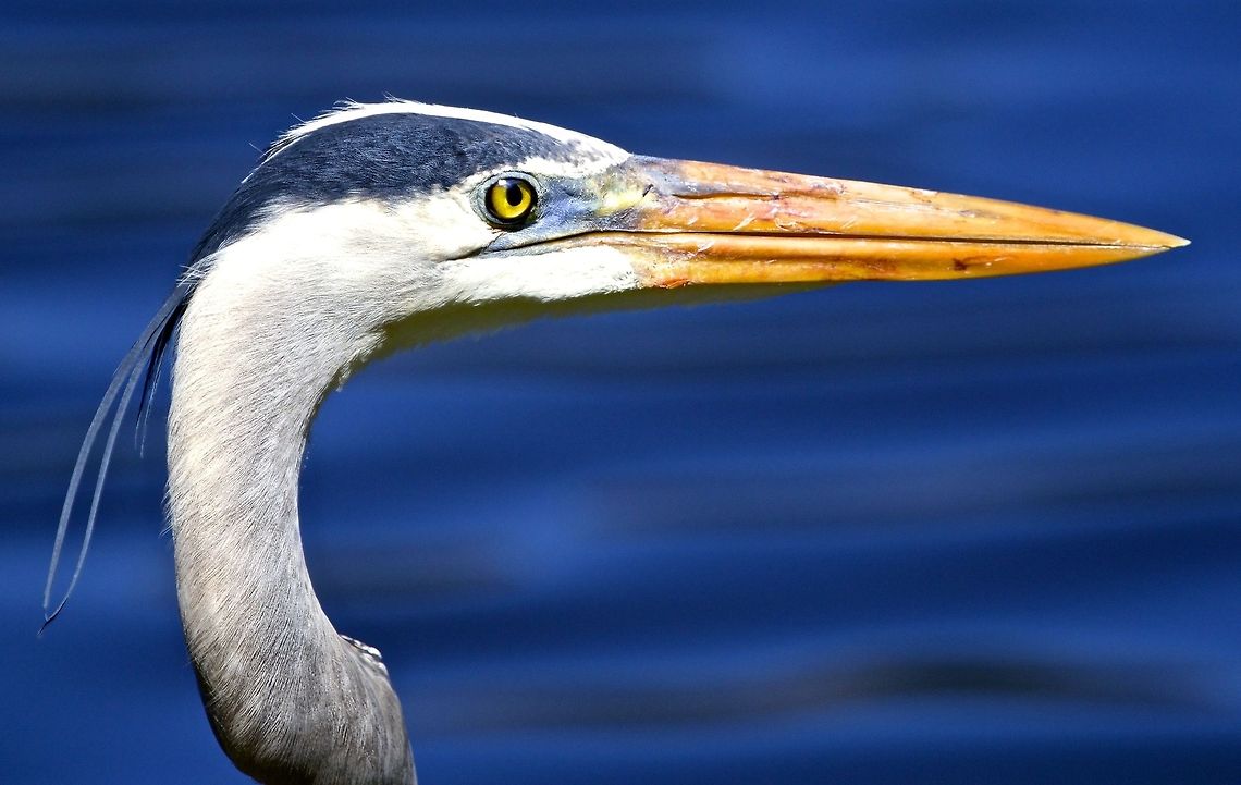 Great blue heron close-up A facial shot of a great blue heron Ardea herodias,Great Blue Heron,birds,fishing birds,heron,shore birds,wading birds