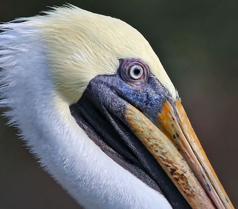 Close up of a juvenile brown pelican I wanted to show the texture of the facial area and those magnificent eyes Brown pelican,Pelecanus occidentalis,birds,fishing birds,pelican,swimming birds,water birds,young pelican