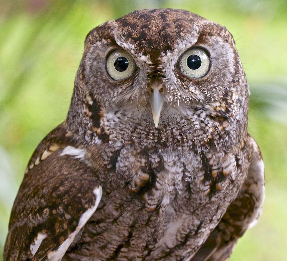 Eye contact with a screech owl An eastern screech owl making serious eye contact with me Eastern Screech Owl,Megascops asio,birds of prey,owl,raptors,screech owl,small owls