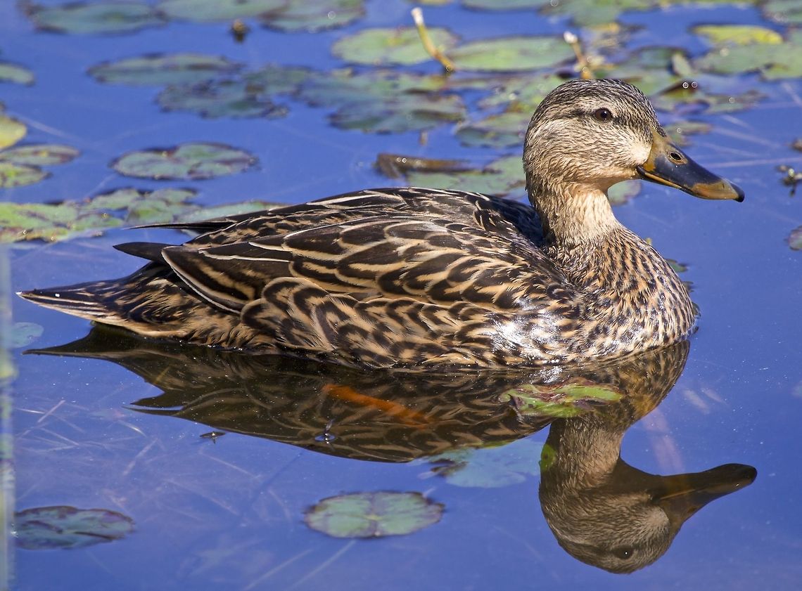 Female mallard duck Beautifully reflected on the pond Anas platyrhynchos,Mallard,diving birds,female mallard duck,mallard duck,swimming birds,water birds