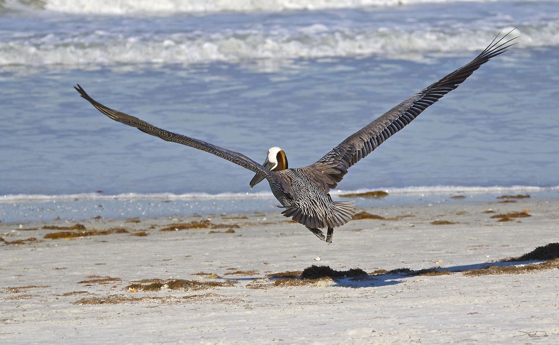 Gone fishing A brown pelican heading out to the Gulf of Mexico for some fishing - St. Petersburg, Florida Brown pelican,Pelecanus occidentalis,fish eating birds,pelican,pelican in flight,shore birds,swimming birds,water birds