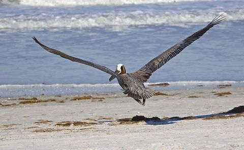 Gone fishing A brown pelican heading out to the Gulf of Mexico for some fishing - St. Petersburg, Florida Brown pelican,Pelecanus occidentalis,fish eating birds,pelican,pelican in flight,shore birds,swimming birds,water birds